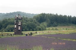 カナディアン・ワールドのラベンダー畑